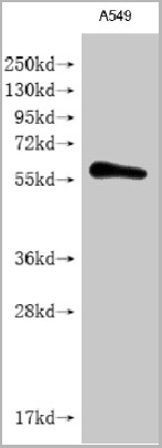 product-image-AAA26960_WB.jpg