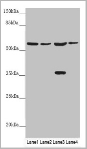 product-image-AAA26961_WB.jpg
