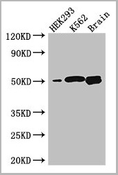 product-image-AAA26962_WB.jpg
