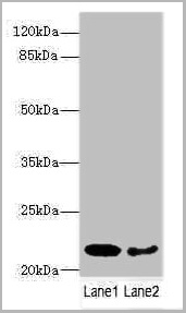 product-image-AAA26963_WB.jpg