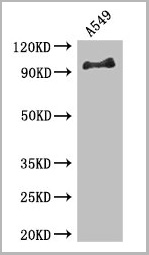 product-image-AAA26965_WB.jpg