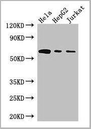 product-image-AAA26966_WB.jpg
