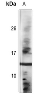 product-image-AAA269698_ELISA13.jpg