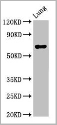 product-image-AAA26969_WB3.jpg