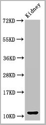 product-image-AAA26971_WB.jpg