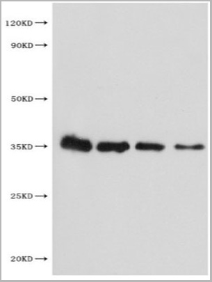 product-image-AAA26975_WB.jpg