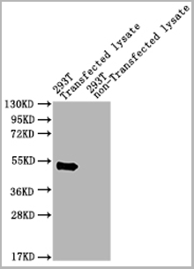 product-image-AAA26978_WB.png
