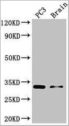 product-image-AAA26980_WB.jpg