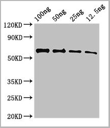 product-image-AAA26981_WB2.jpg