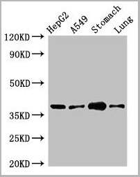 product-image-AAA26991_WB.jpg