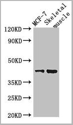 product-image-AAA26992_WB.jpg