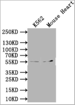 product-image-AAA26999_WB.jpg