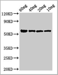 product-image-AAA27000_WB.jpg