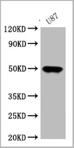 product-image-AAA27001_WB.png