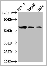 product-image-AAA27004_WB.jpg