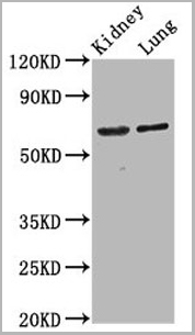product-image-AAA27005_WB.jpg