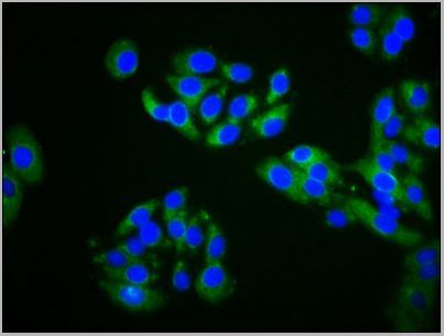 product-image-AAA27007_IHC3.jpg