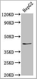 product-image-AAA27015_WB.jpg