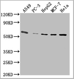 product-image-AAA27016_WB.jpg