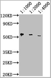 product-image-AAA27016_WB2.jpg