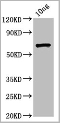 product-image-AAA27023_WB.jpg
