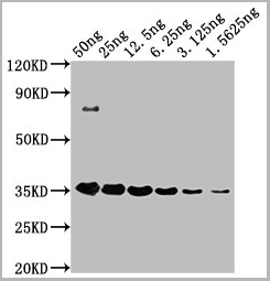 product-image-AAA27030_WB2.jpg