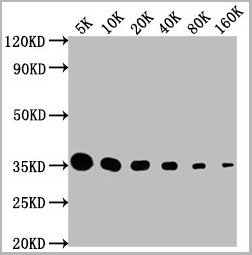 product-image-AAA27030_WB3.jpg