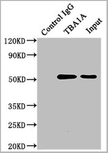 product-image-AAA27031_IP12.png