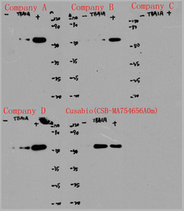 product-image-AAA27031_IP13.png