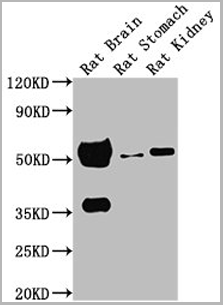 product-image-AAA27031_WB3.png