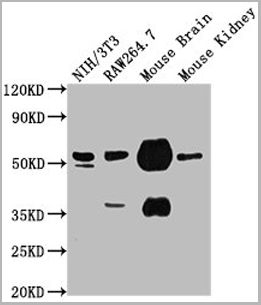 product-image-AAA27031_WB4.png