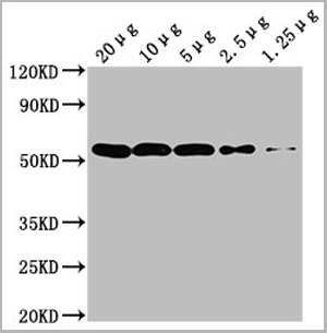 product-image-AAA27031_WB5.png