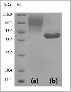 product-image-AAA27033_SDS_PAGE.jpg
