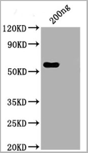 product-image-AAA27037_WB.jpg