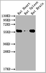 product-image-AAA27041_WB3.jpg