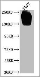 product-image-AAA27049_WB2.jpg