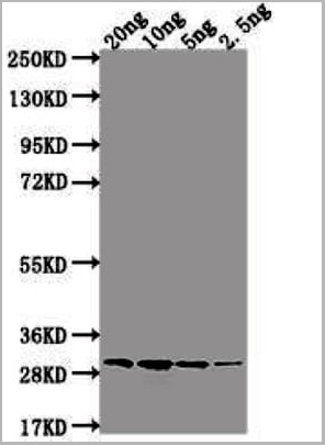 product-image-AAA27053_WB.jpg