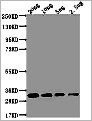 product-image-AAA27054_WB.jpg