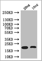 product-image-AAA27056_WB.jpg