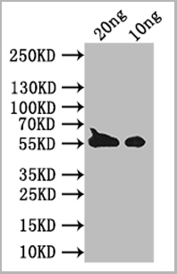 product-image-AAA27059_WB.png