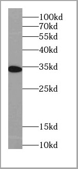 product-image-AAA27490_WB2.jpg