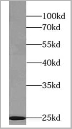 product-image-AAA27491_WB.jpg