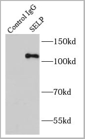 product-image-AAA27492_IP2.jpg