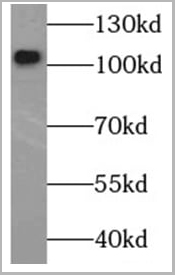 product-image-AAA27492_WB3.jpg
