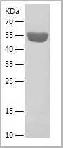 product-image-AAA27652_SDS_PAGE.jpg