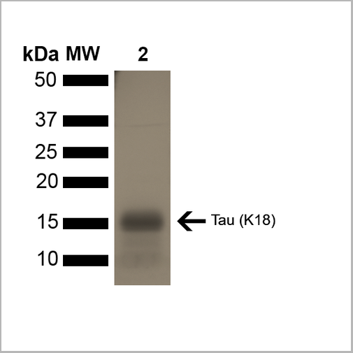 product-image-AAA27662_SDS_PAGE.png