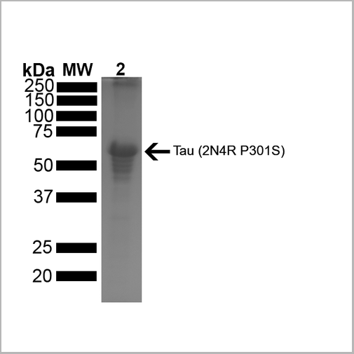 product-image-AAA27663_SDS_PAGE4.png