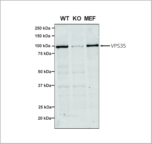 product-image-AAA27664_WB4.png