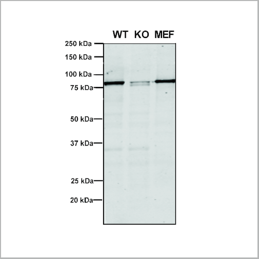 product-image-AAA27681_WB4.png