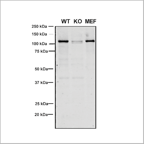 product-image-AAA27687_WB4.png